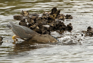 IMG_8170a.jpg